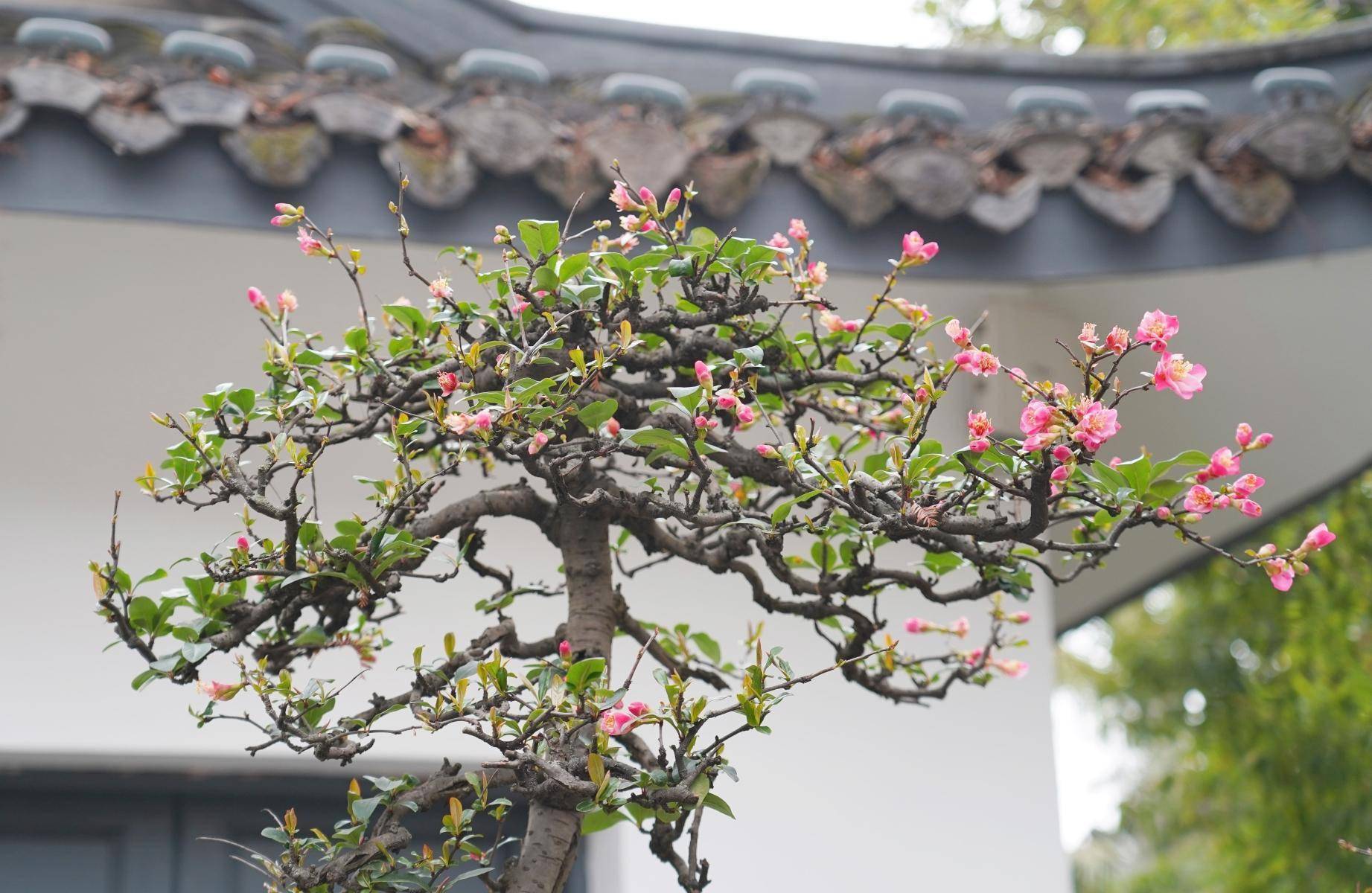 寻芳公园城丨川派盆景：一盆一世界