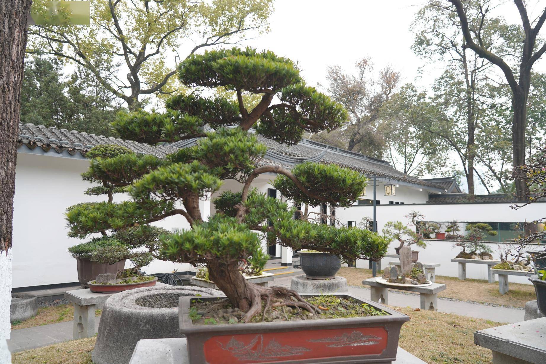寻芳公园城丨川派盆景：一盆一世界