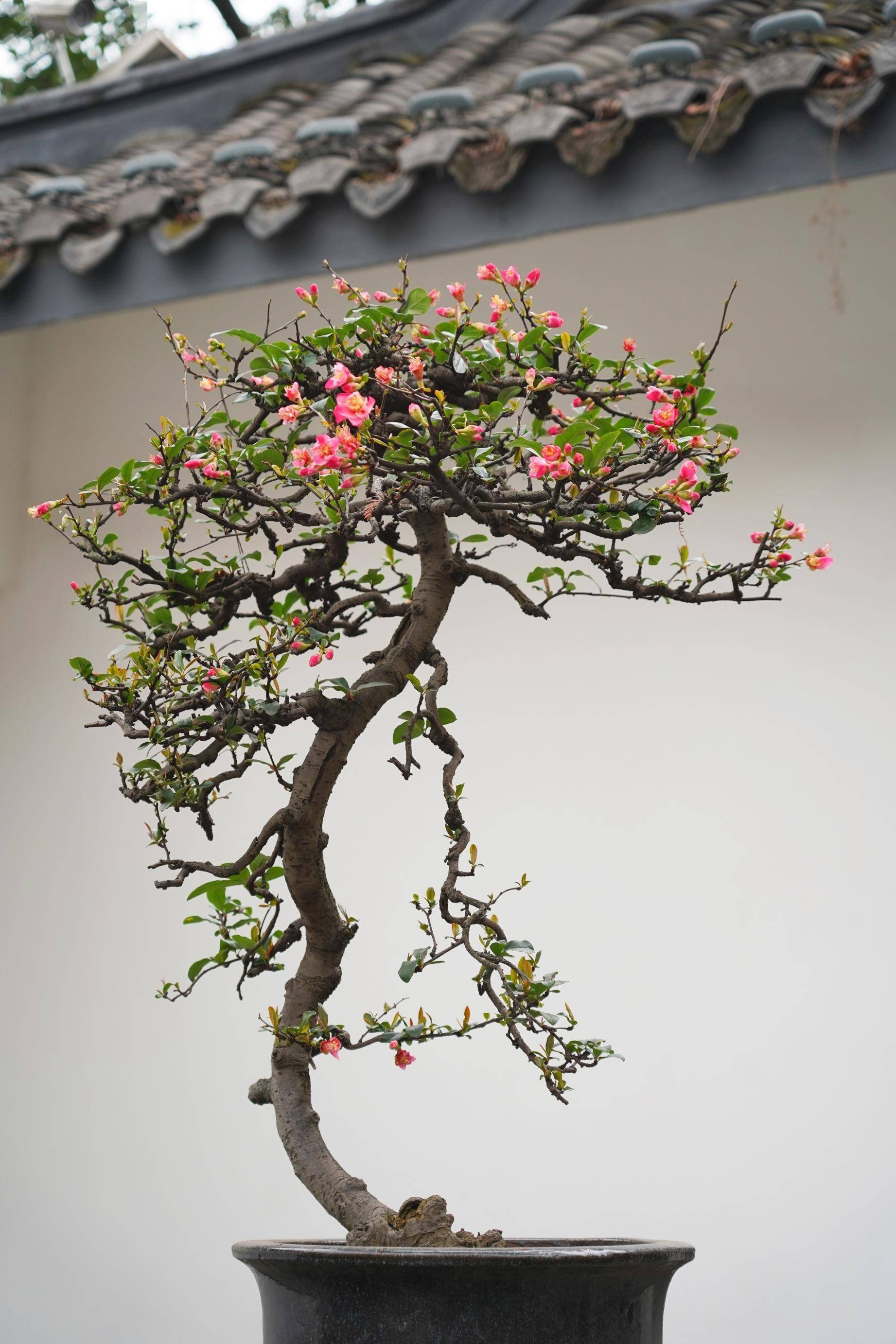 寻芳公园城丨川派盆景：一盆一世界