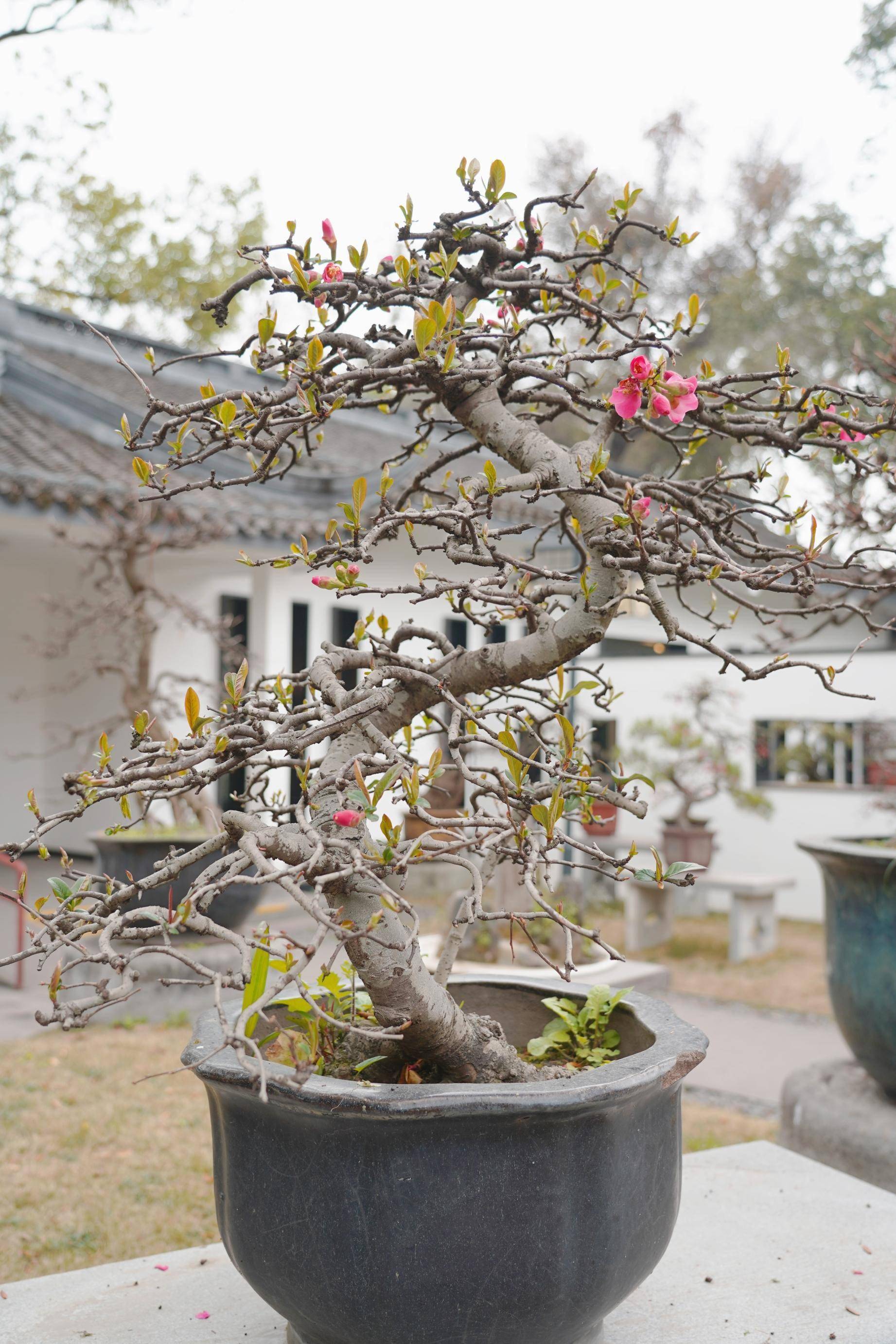 寻芳公园城丨川派盆景：一盆一世界