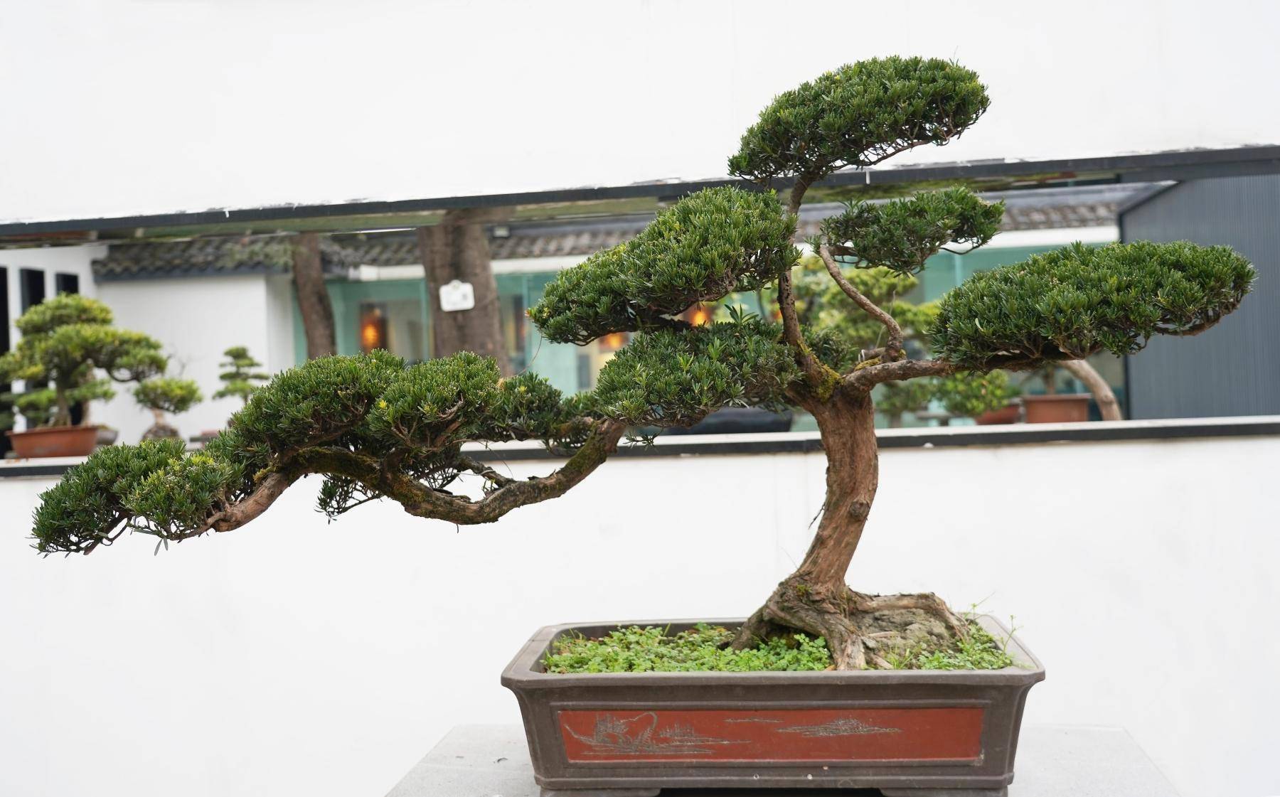寻芳公园城丨川派盆景：一盆一世界