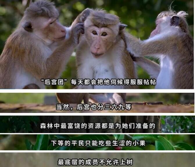 猴群等级制度怎么分的？猴群中的母猴是怎么分配的？