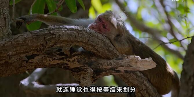 猴群等级制度怎么分的？猴群中的母猴是怎么分配的？