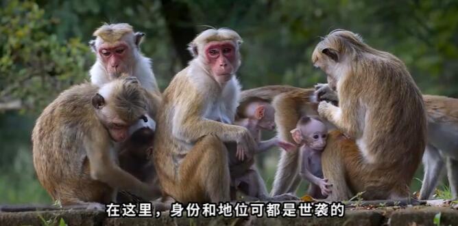 猴群等级制度怎么分的？猴群中的母猴是怎么分配的？