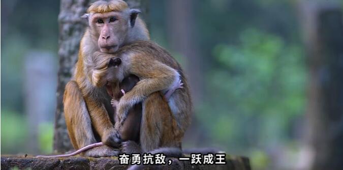 猴群等级制度怎么分的？猴群中的母猴是怎么分配的？