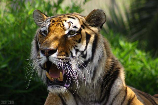 圈养的老虎，为什么不能喂食猪肉呢？难道老虎不喜欢吃猪肉？