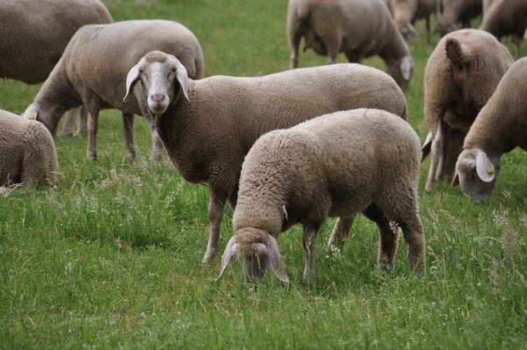 绵羊的性格特点和脾气？了解绵羊的性格特点，养羊更简单！