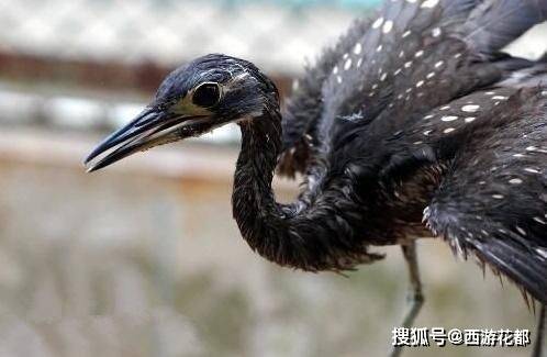 天下奇闻录-“世界最神秘的鸟”现身贵州雷公山