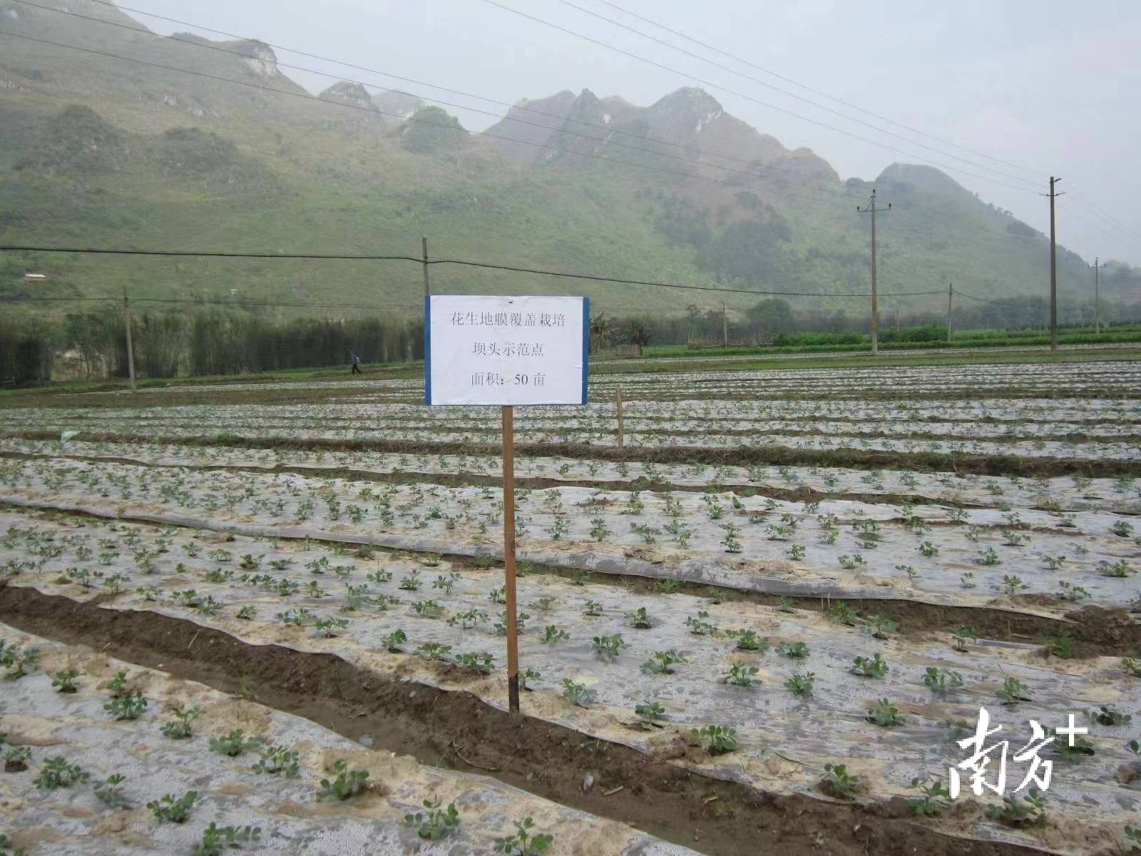 阳山推广的这项花生种植技术助群众增收2亿多元，获省农业技术推广奖三等奖