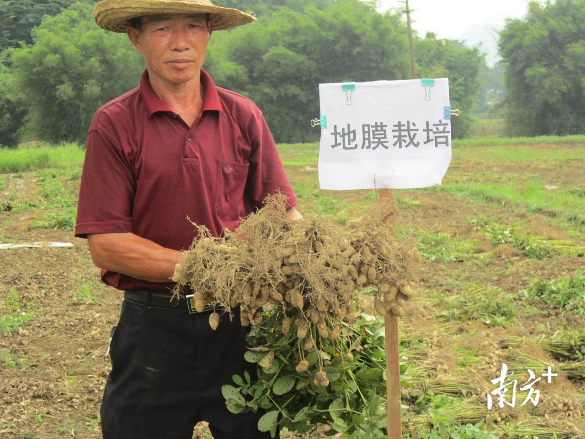 阳山推广的这项花生种植技术助群众增收2亿多元，获省农业技术推广奖三等奖