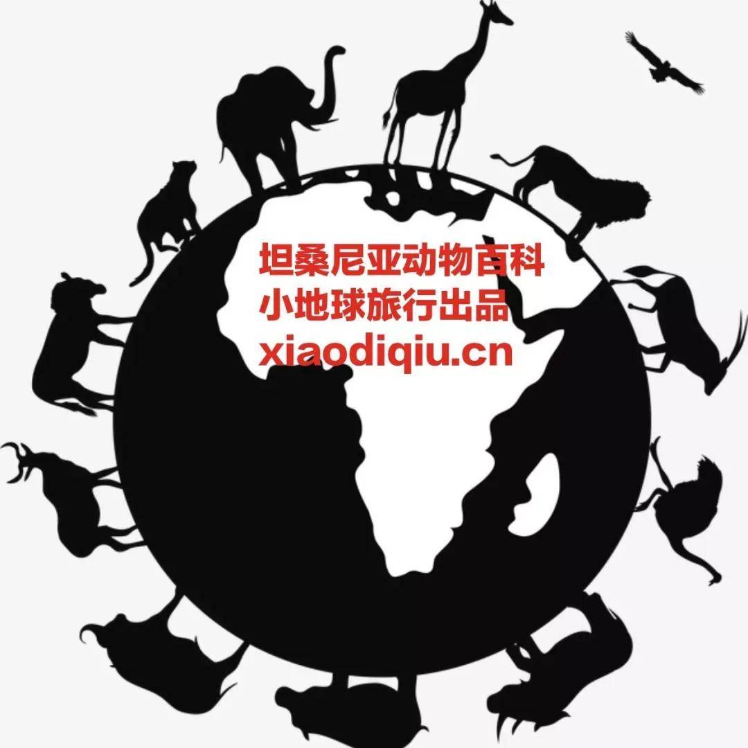 看这一篇就够了！史上最好最详细深度的坦桑尼亚旅行攻略，没有之一