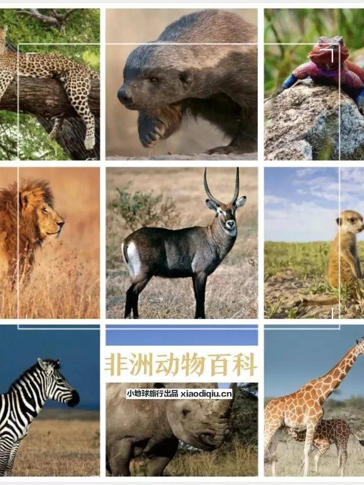 看这一篇就够了！史上最好最详细深度的坦桑尼亚旅行攻略，没有之一