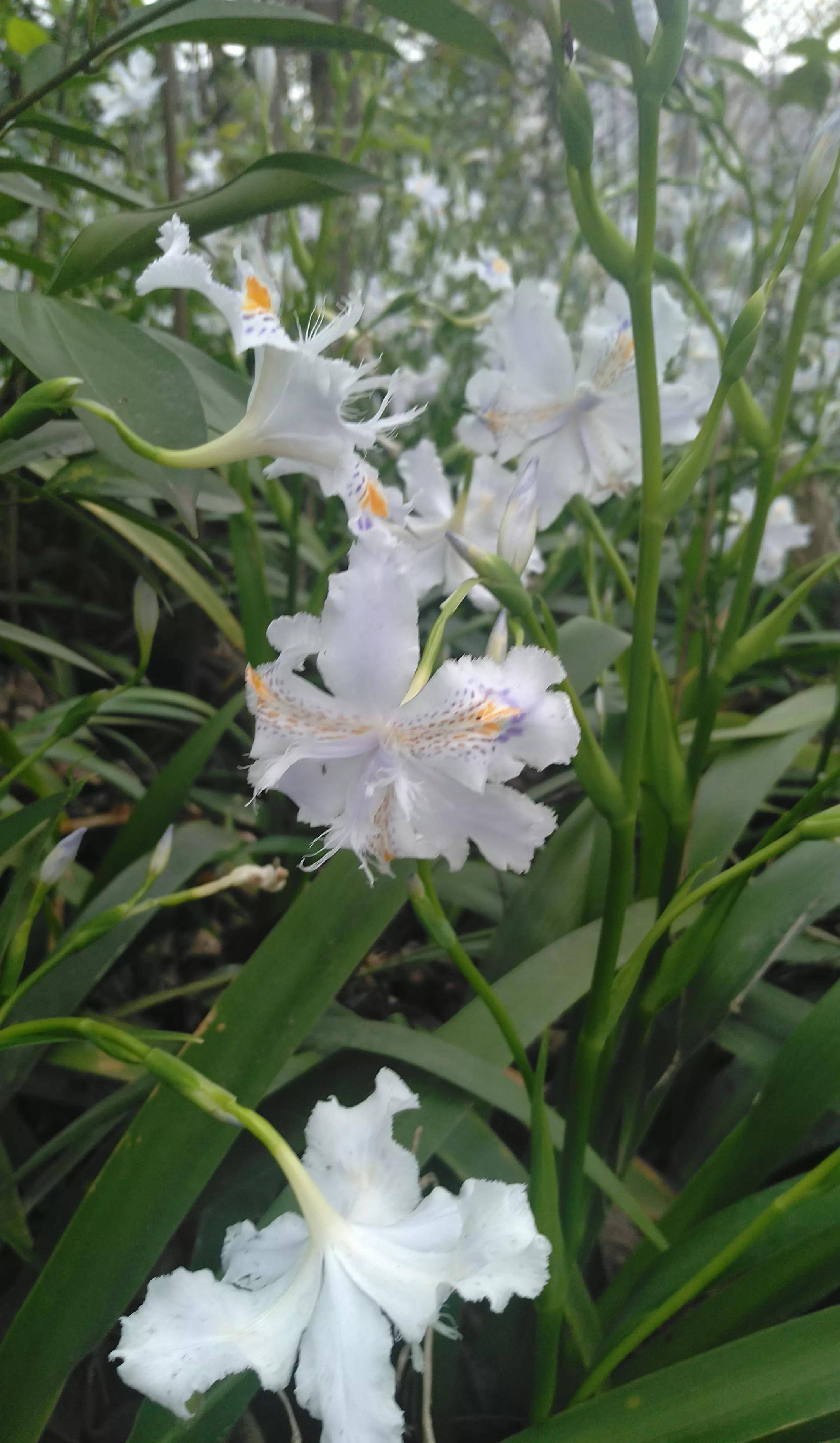 春天邂遇扁竹花，清纯灿烂美如画