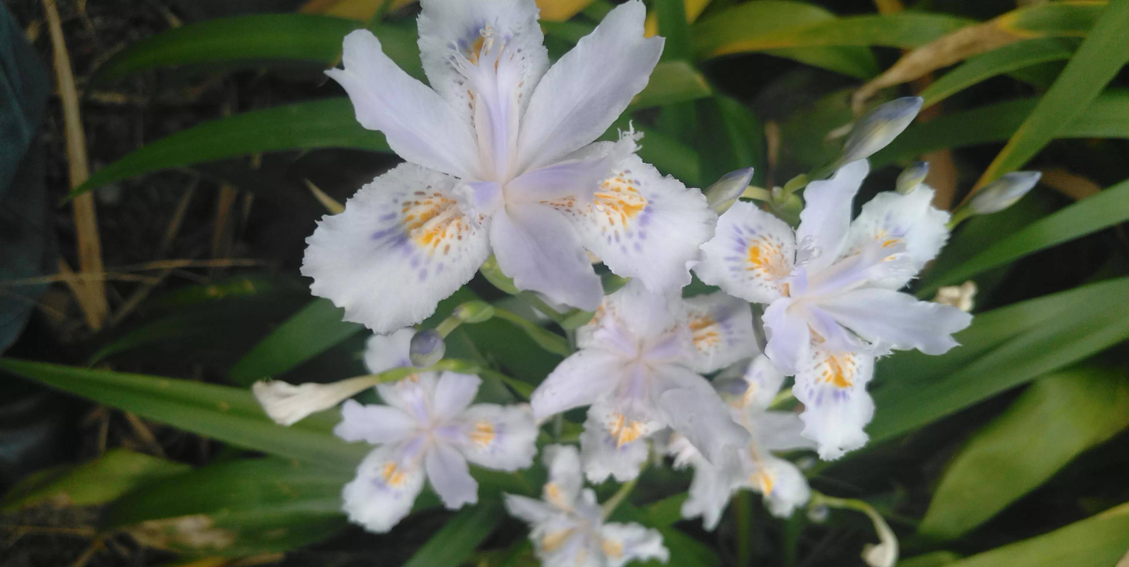 春天邂遇扁竹花，清纯灿烂美如画