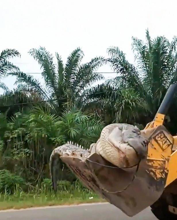 印尼人猎杀半吨重50岁鳄鱼，将头单独埋葬；巨鳄已无牙不会伤人