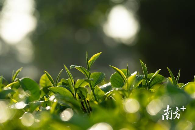 从春天出发，续写广东高质量发展新“茶经”