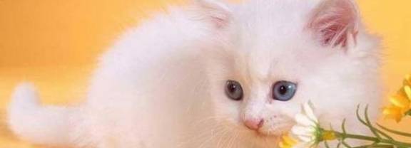 猫有哪些品种？它们都有哪些特点