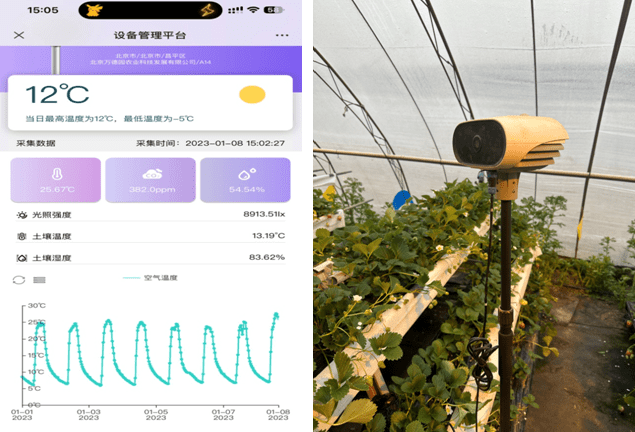 节气看乡村·振兴更“京”彩|雨水节气科技促发展 草莓展新颜