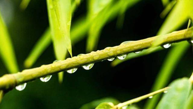 虚心竹有低头叶，傲骨梅无仰面花（好文）