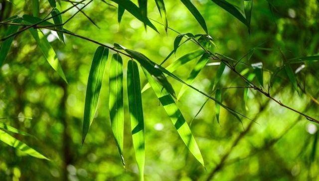 虚心竹有低头叶，傲骨梅无仰面花（好文）