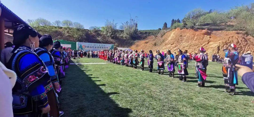 约起来！这个离昆明最近的千年古茶山有花、有烤鸭、还有山歌……