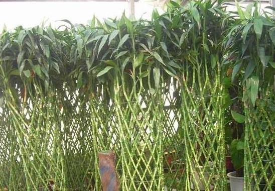 此花似竹却不是竹，姿态潇洒富有竹韵，对家居风水有大作用
