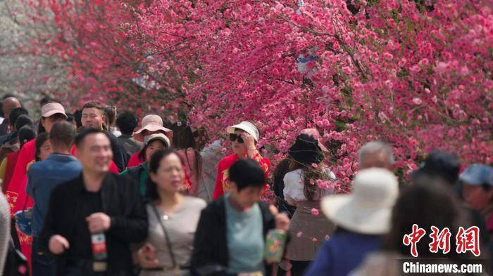 山西新绛：万亩桃花灼灼开 古城激活“桃经济”