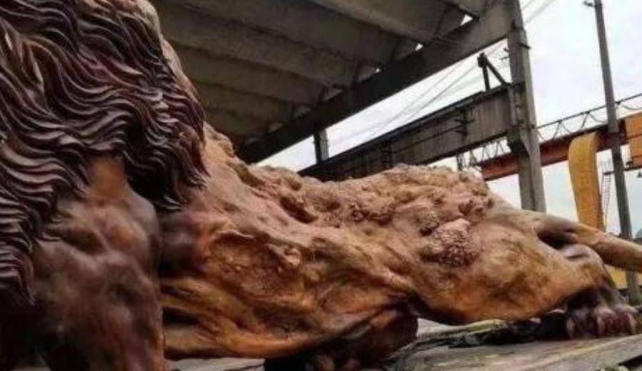 广西男子用楠木根雕出15米雄狮，富豪出价300万被拒，如今怎样了