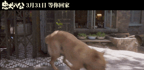 没输！在中国，这只狗狗依然能感染上亿人
