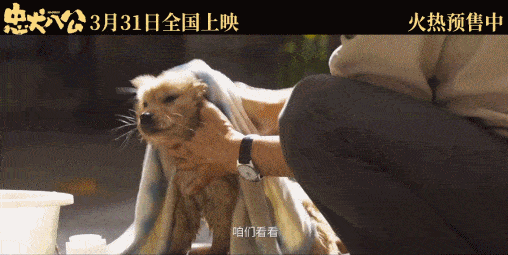 没输！在中国，这只狗狗依然能感染上亿人