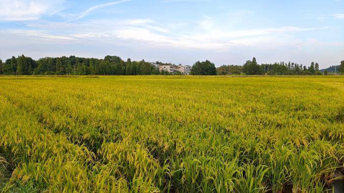 中国水稻“一种多收”进展如何？种稻会“一劳永逸”吗？