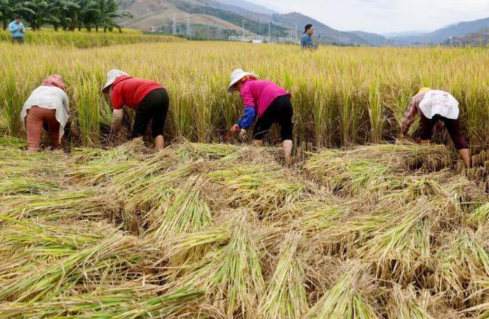 中国水稻“一种多收”进展如何？种稻会“一劳永逸”吗？