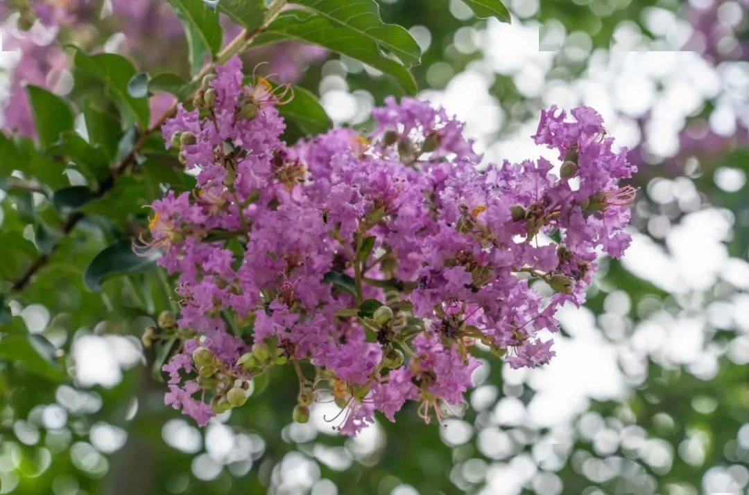 诗词与中医丨秋露中的紫薇花——谦谦的美丽和微微的苦涩