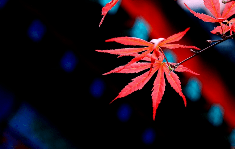 【原创诗词】三人行 | 别去黯宵寒，相约春风，春却迷归路（诗词唱和24首）