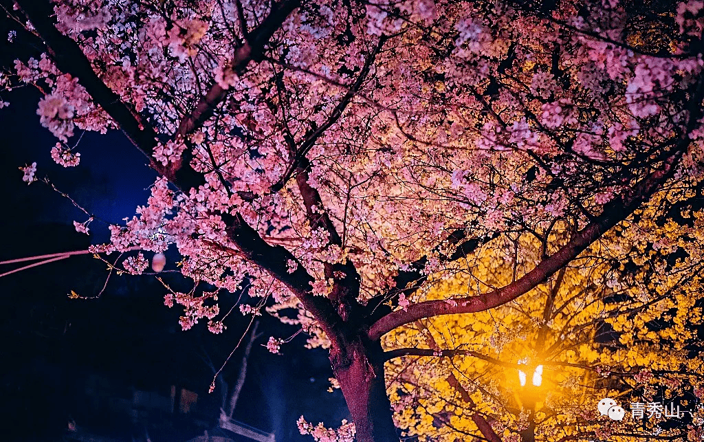 最全攻略！2023南宁春节文化旅游活动发布，邀您感受最有年味的烟火气！