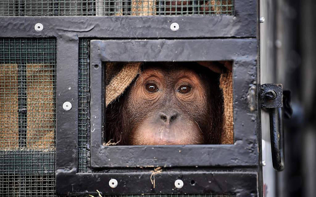 国际珍稀动物保护日｜打击非法盗猎和走私，保护生物多样性