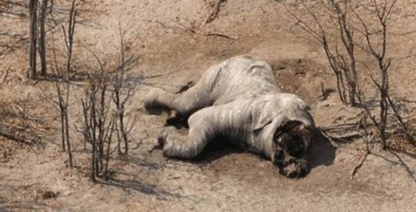 国际珍稀动物保护日｜打击非法盗猎和走私，保护生物多样性