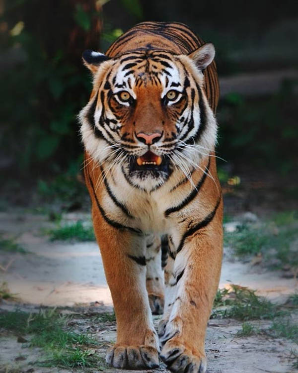 国际珍稀动物保护日｜打击非法盗猎和走私，保护生物多样性