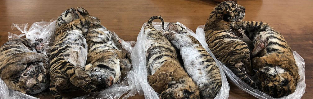 国际珍稀动物保护日｜打击非法盗猎和走私，保护生物多样性