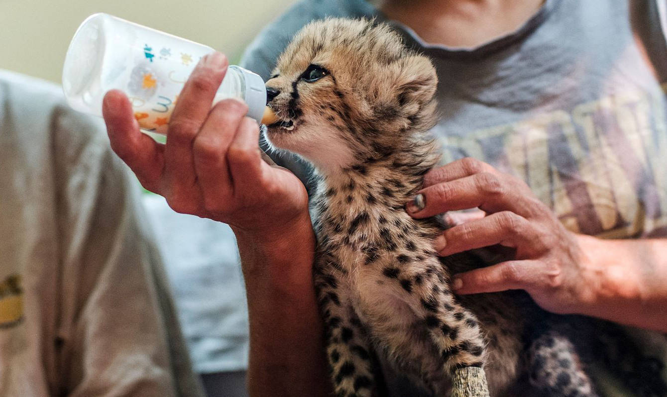 国际珍稀动物保护日｜打击非法盗猎和走私，保护生物多样性