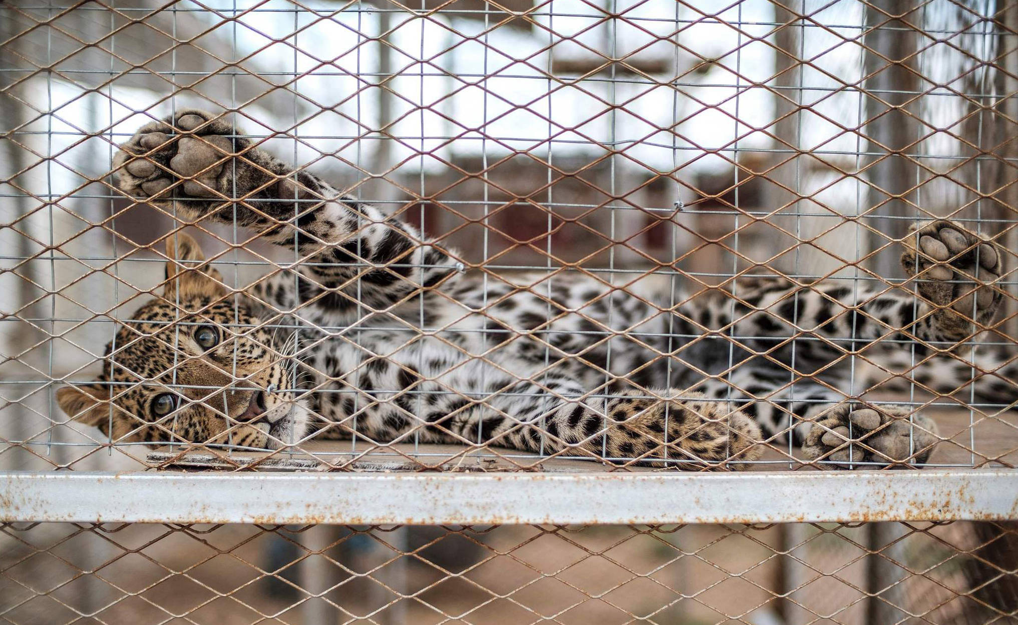 国际珍稀动物保护日｜打击非法盗猎和走私，保护生物多样性