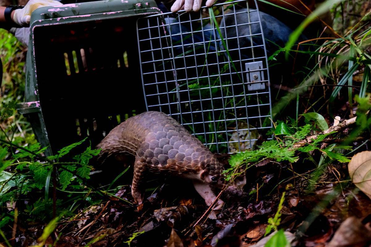 国际珍稀动物保护日｜打击非法盗猎和走私，保护生物多样性
