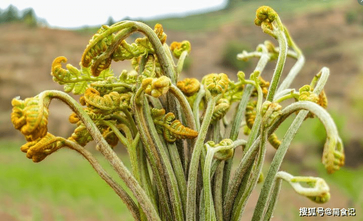 致癌毁肝肾！春天，这4种“黑榜”蔬菜要少吃，健康问题，要重视