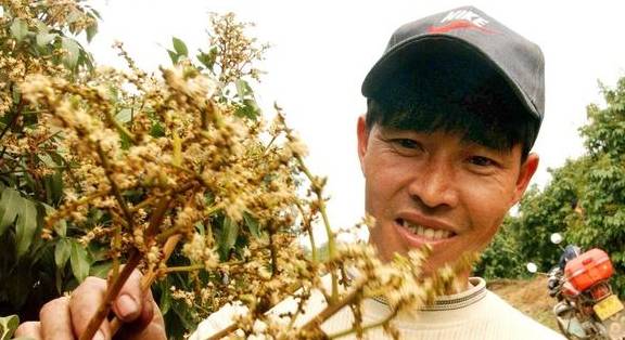 荔枝结果出现大小年现象是什么原因造成，该怎么解决