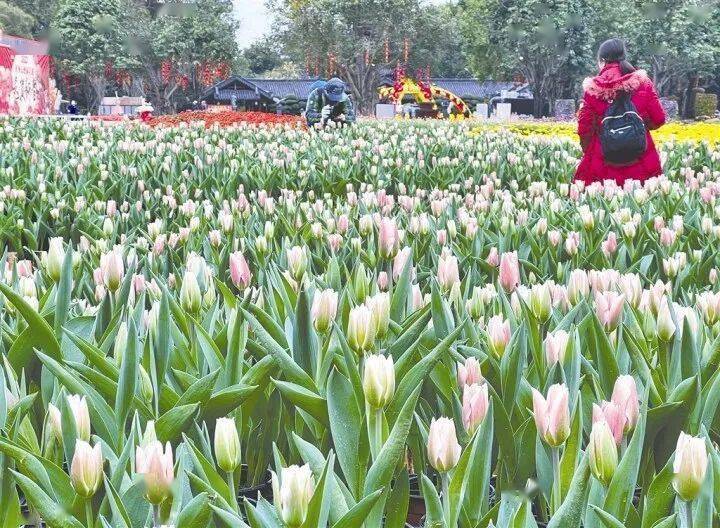 缤纷欢腾皆所愿 乐游南宁过大年——南宁市丰富文化旅游产品供给让年味更足更浓