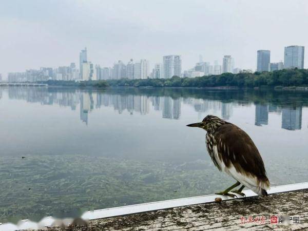 刷屏朋友圈！南宁南湖边一长嘴“怪鸟”不怕人还让随便拍照