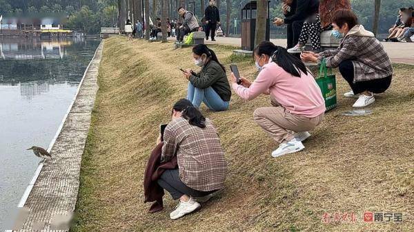 刷屏朋友圈！南宁南湖边一长嘴“怪鸟”不怕人还让随便拍照