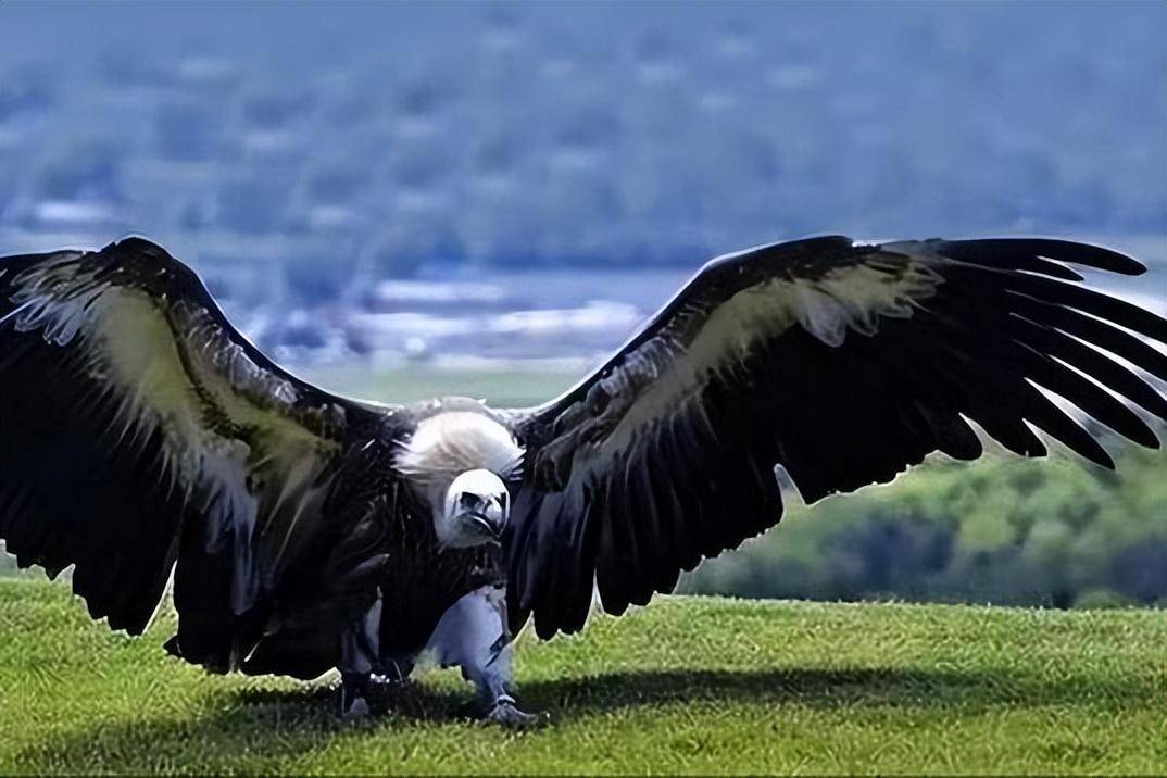 世界巨鹰，以吃狮子为生，翅膀超7米，身高超2米，至今没找到天敌