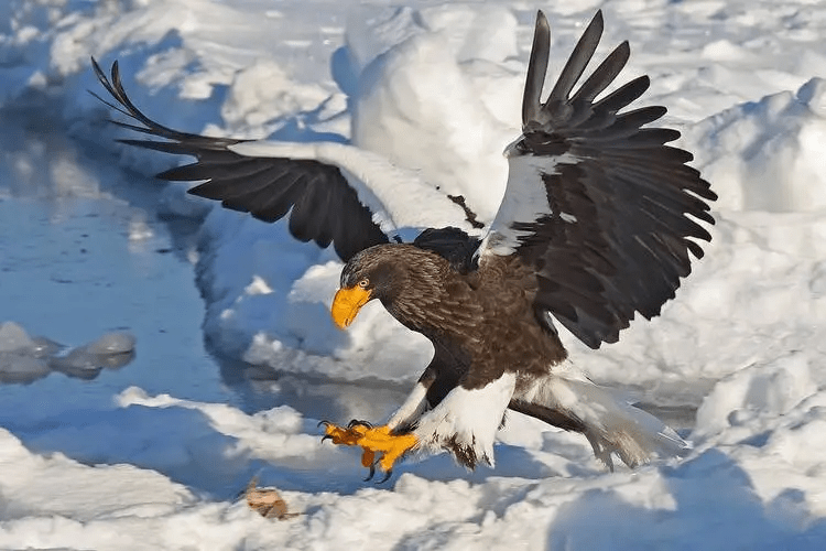 世界巨鹰，以吃狮子为生，翅膀超7米，身高超2米，至今没找到天敌