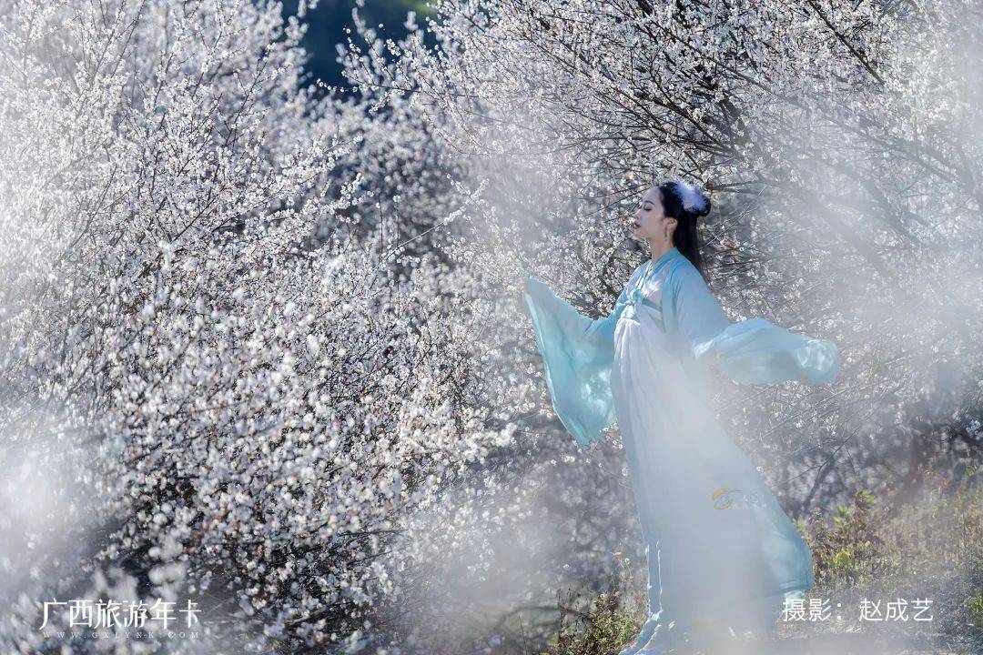 广西又发现一个赏梅仙境，万亩梅林染成雪！| 广西旅游年卡
